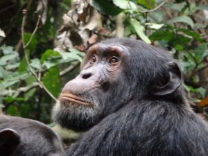 6 Days Rwanda Primates Safari
